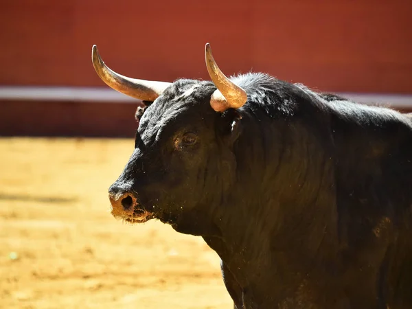 strong  bull running in spanish bullring