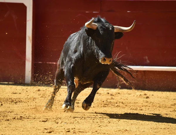 Stark Bull Kör Spanska Tjurfäktningsarenan — Stockfoto