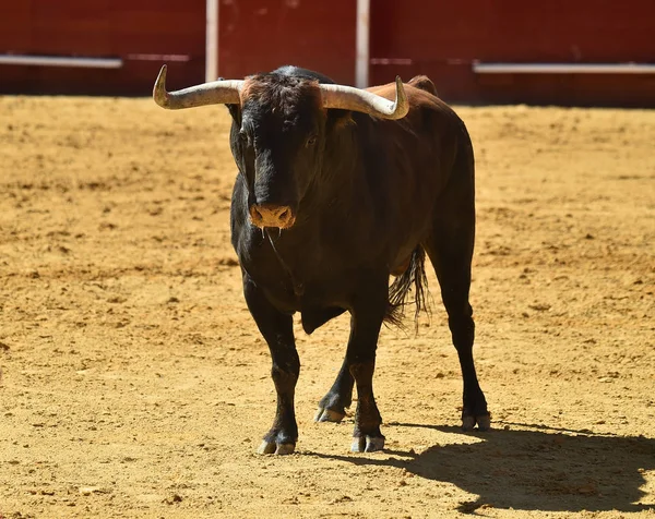 Stark Bull Kör Spanska Tjurfäktningsarenan — Stockfoto