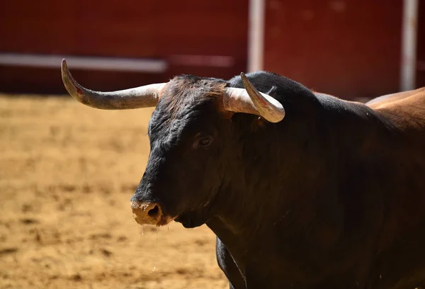 Stark Bull Kör Spanska Tjurfäktningsarenan — Stockfoto