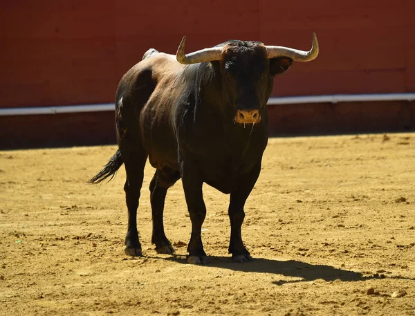 强公牛运行在西班牙斗牛场 — 图库照片