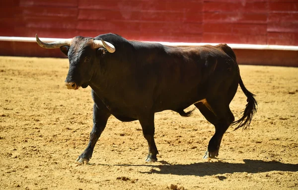 Forte Toro Esecuzione Bullring Spagnolo — Foto Stock