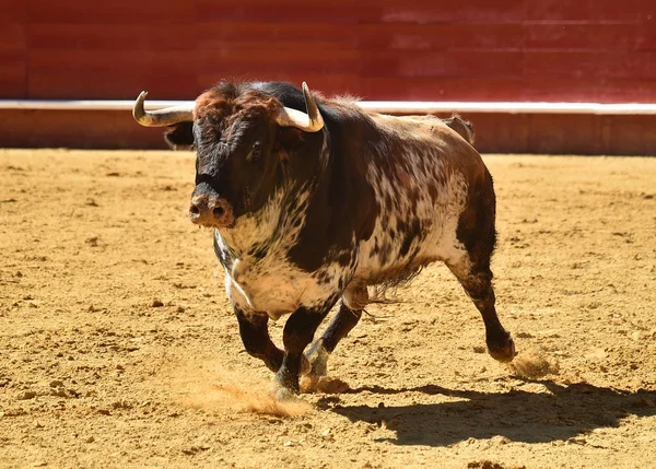 Stier Spanien Der Stierkampfarena — Stockfoto