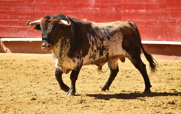 Taureau Espagne Dans Les Arènes — Photo