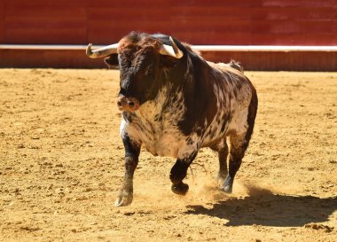 bullring İspanya boğa