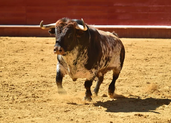 Banteng Dalam Spain Dalam Arena Adu Banteng — Stok Foto