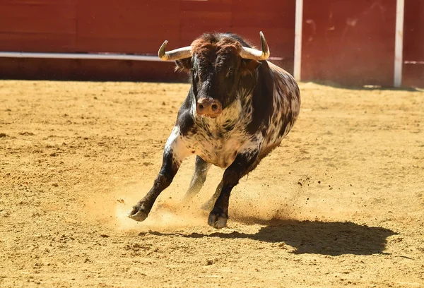 Toro Spagna Bullring — Foto Stock