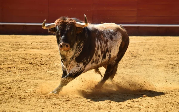 Touro Espanha Touros — Fotografia de Stock