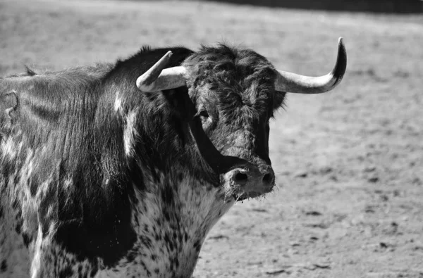 Stier Spanien Der Stierkampfarena — Stockfoto
