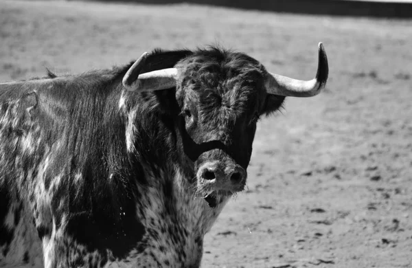 Taureau Espagne Dans Les Arènes — Photo