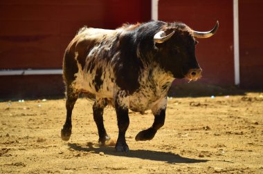 boğa güreşi çalışan İspanyol büyük boğa
