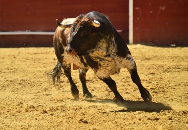 boğa güreşi çalışan İspanyol büyük boğa