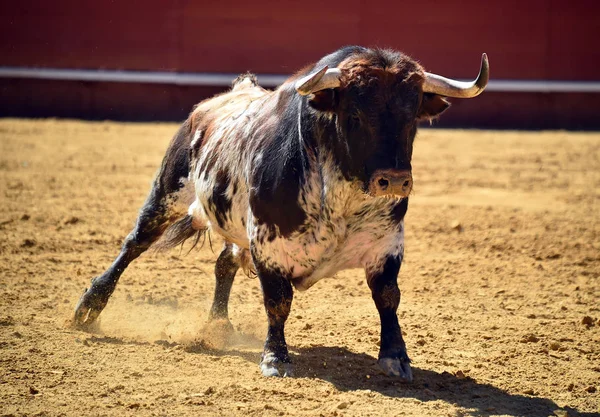 Espanhol Grande Touro Correndo Bullring — Fotografia de Stock