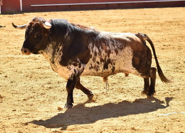 Spanischer Großstier Läuft Stierkampfarena — Stockfoto