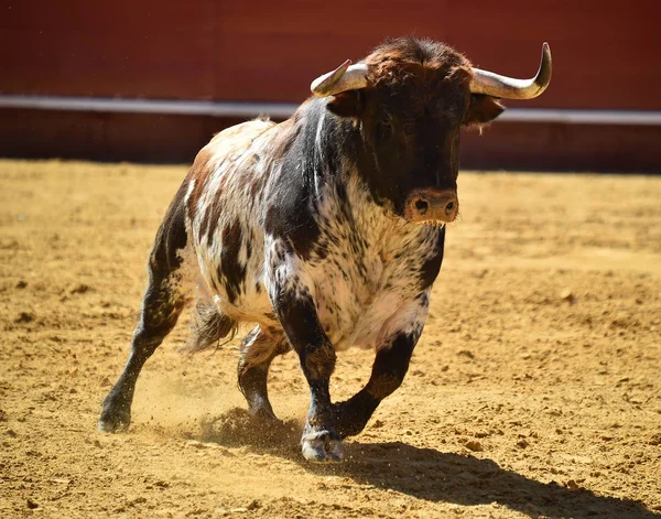 Spanska Big Bull Kör Tjurfäktningsarenan — Stockfoto