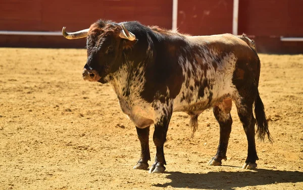 Spagnolo Grande Toro Esecuzione Bullring — Foto Stock