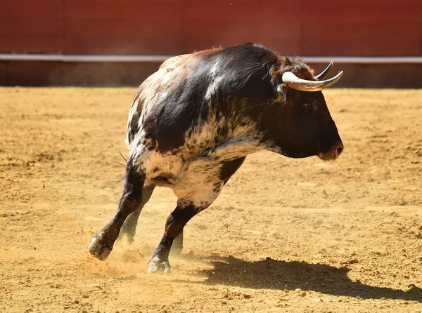 Espanhol Grande Touro Correndo Bullring — Fotografia de Stock