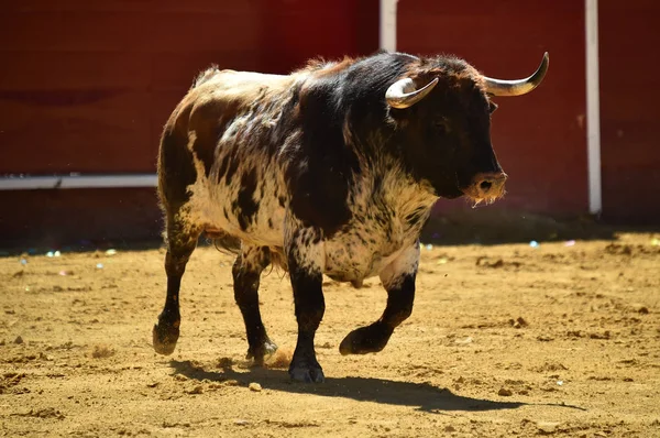 Spanska Big Bull Kör Tjurfäktningsarenan — Stockfoto