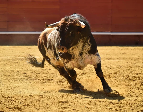 西班牙大公牛在斗牛中奔跑 — 图库照片