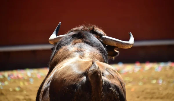 Spanish Big Bull Running Bullring — Stock Photo, Image