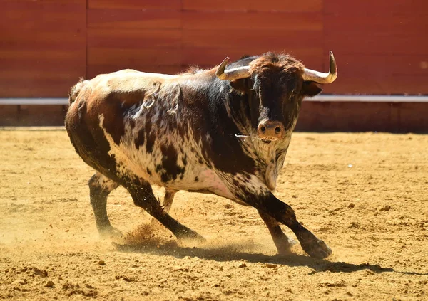 spanish big bull running in bullring