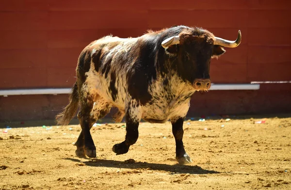 Spaanse Grote Stier Rennen Bull Ring — Stockfoto