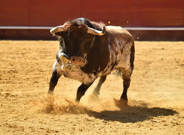 Spaanse Grote Stier Rennen Bull Ring — Stockfoto