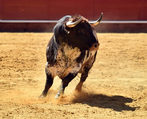 Spanischer Großstier Läuft Stierkampfarena — Stockfoto