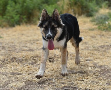alanında güzel köpek