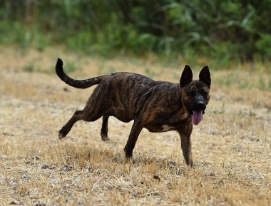 alanında güzel köpek