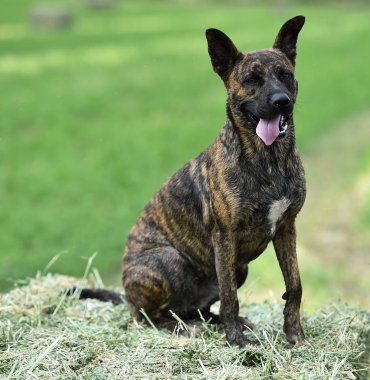 alanında güzel köpek