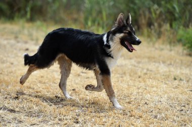 alanında güzel köpek