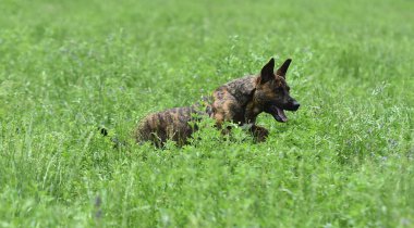 alanında güzel köpek