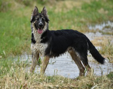 alanında güzel köpek