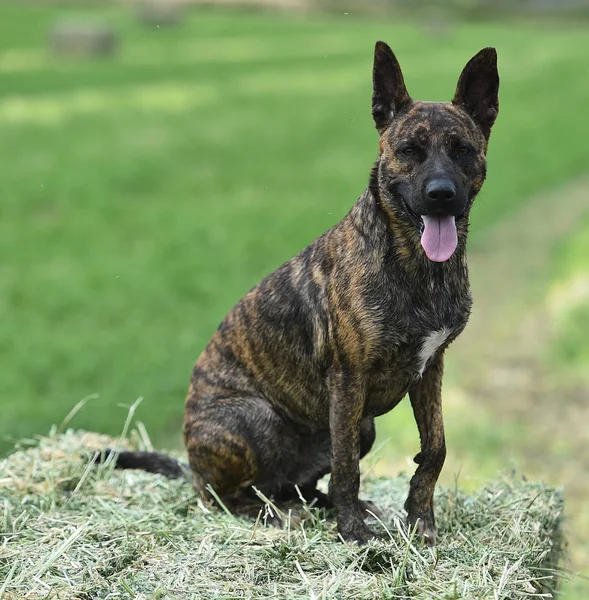 Mooie Hond Het Veld — Stockfoto