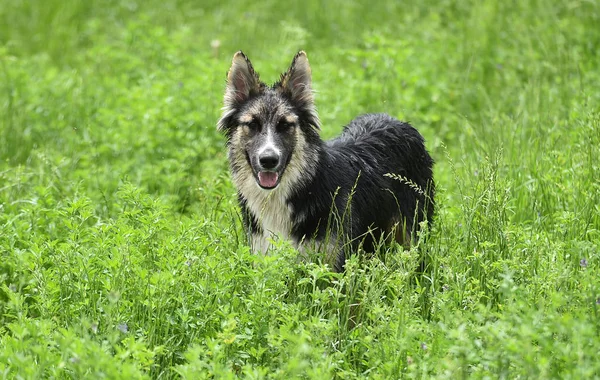 Hermoso Perro Campo — Foto de Stock