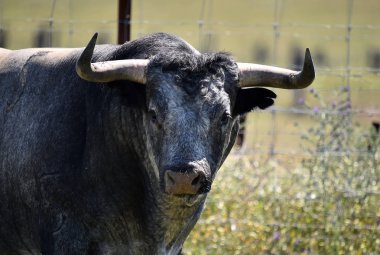 büyük boynuzları ile İspanyol alanında boğa
