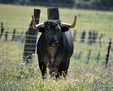 büyük boynuzları ile İspanyol alanında boğa