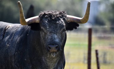 büyük boynuzları ile İspanyol alanında boğa