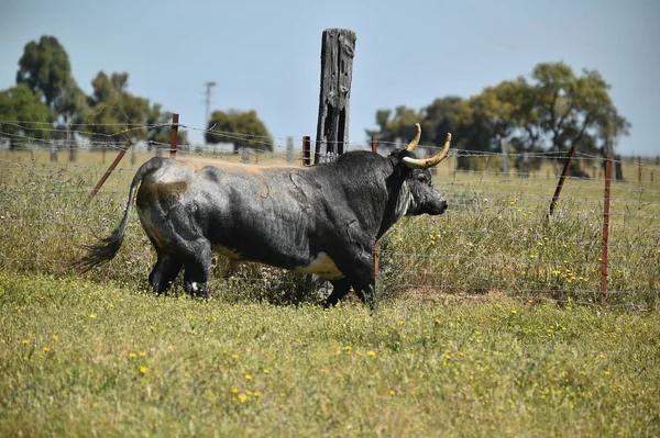 Stier Het Spaanse Veld Met Grote Hoorns — Stockfoto
