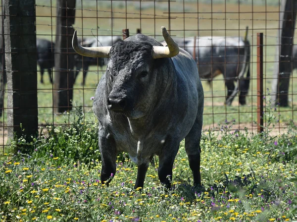 Toro Campo Español Con Cuernos Grandes — Foto de Stock