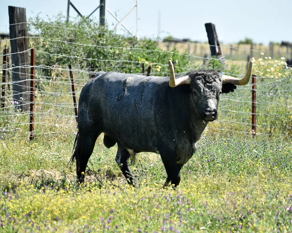 公牛在西班牙领域与大角 — 图库照片