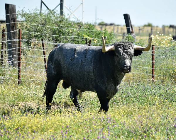 Bulle Auf Dem Spanischen Feld Mit Großen Hörnern — Stockfoto