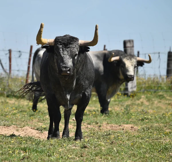 公牛在西班牙领域与大角 — 图库照片