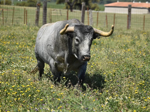 Taureau Dans Champ Espagnol Avec Grandes Cornes — Photo