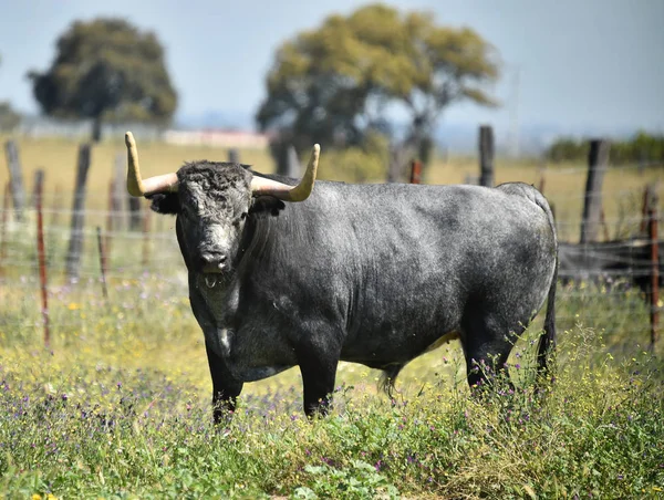 Taureau Dans Champ Espagnol Avec Grandes Cornes — Photo