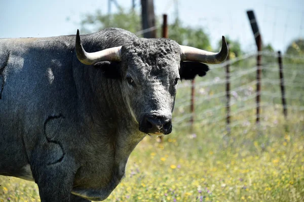 Bulle Auf Dem Spanischen Feld Mit Großen Hörnern — Stockfoto