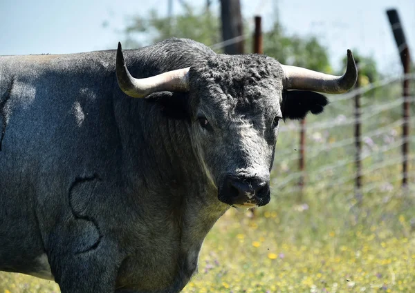 Toro Campo Español Con Cuernos Grandes — Foto de Stock