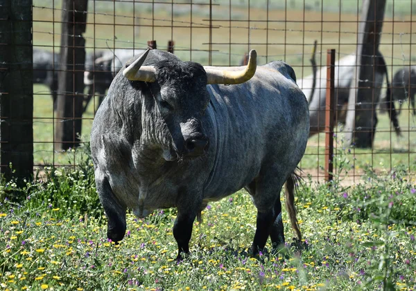 Toro Campo Español Con Cuernos Grandes — Foto de Stock