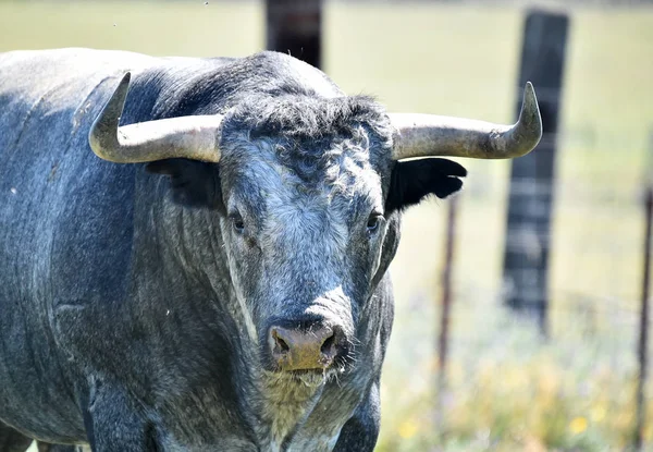 Toro Campo Español Con Cuernos Grandes — Foto de Stock